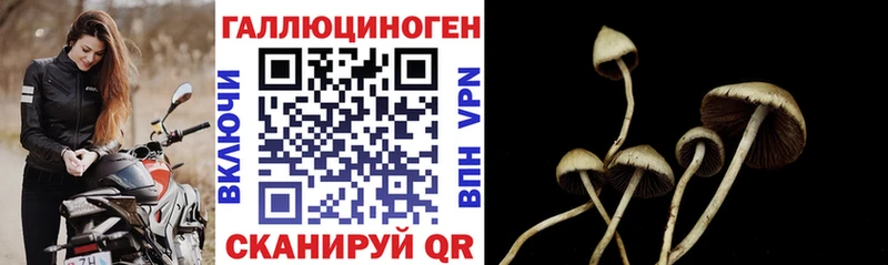 Галлюциногенные грибы Psilocybine cubensis  Городовиковск 